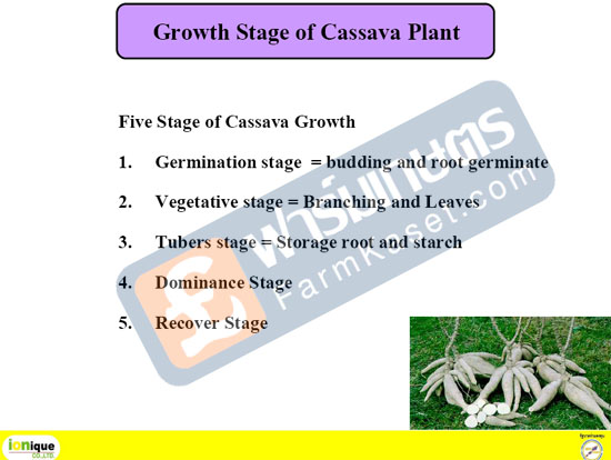 Growth Stage of Cassava Plant