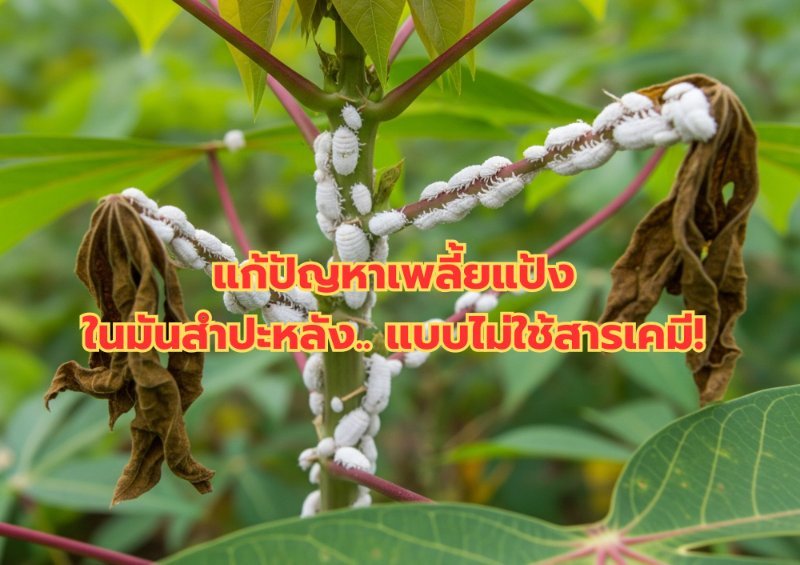 รูปภาพประกอบ