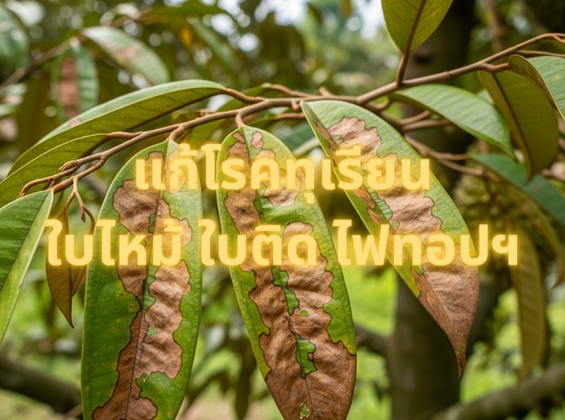 รูปภาพประกอบ