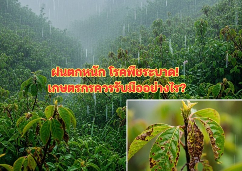 บทความ