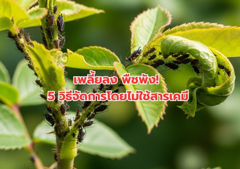 รูปภาพประกอบ