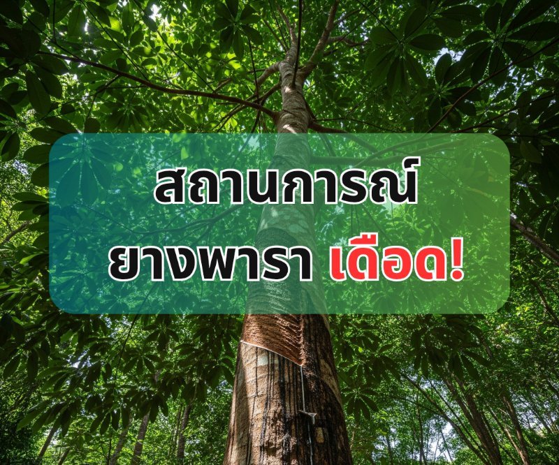 บทความ