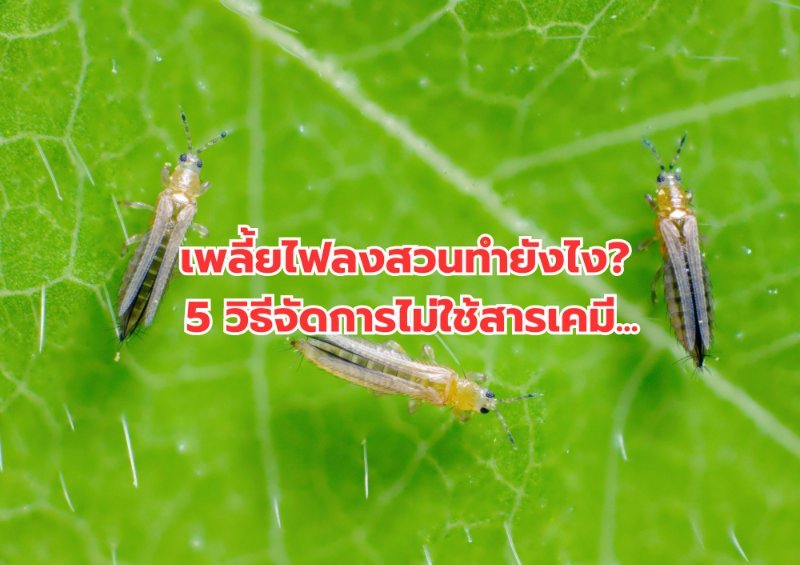 บทความ