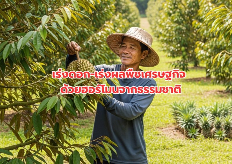บทความ