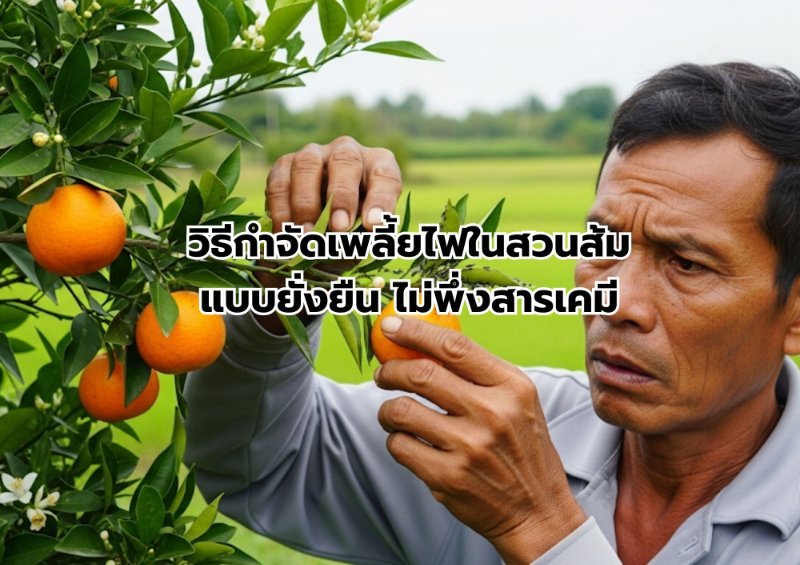 รูปภาพประกอบ