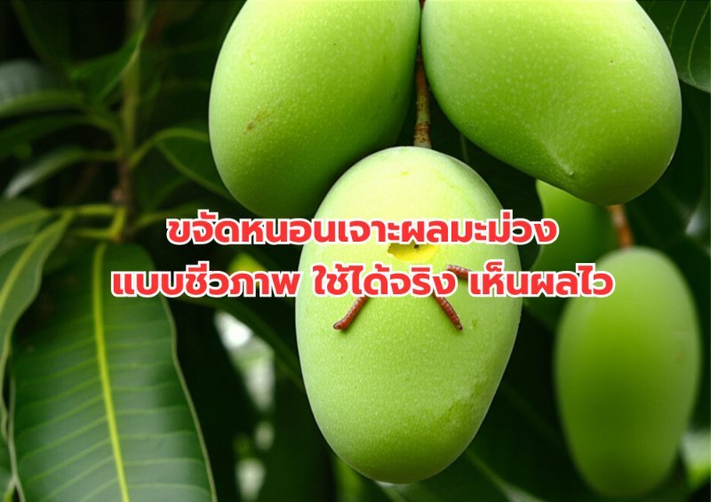 รูปภาพประกอบ