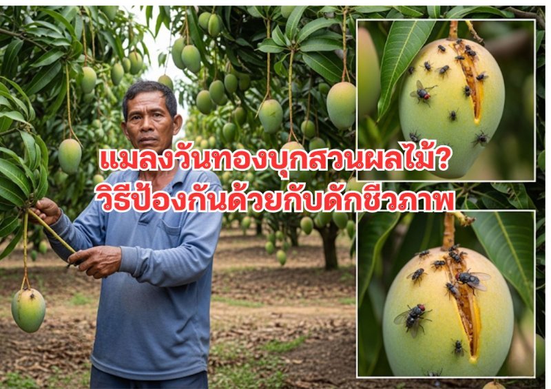 รูปภาพประกอบ