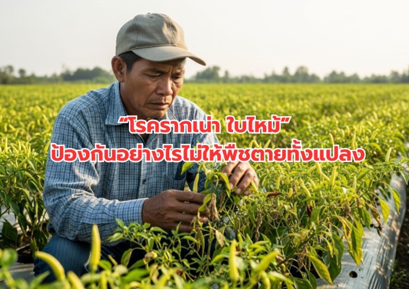รูปภาพประกอบ