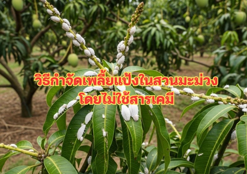 รูปภาพประกอบ