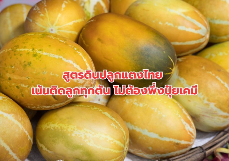 บทความ