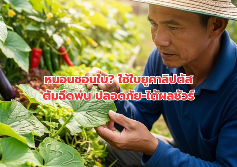 รูปภาพประกอบ