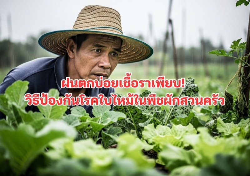 รูปภาพประกอบ