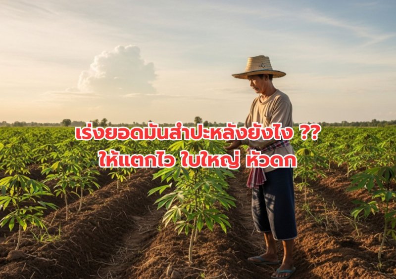 รูปภาพประกอบ