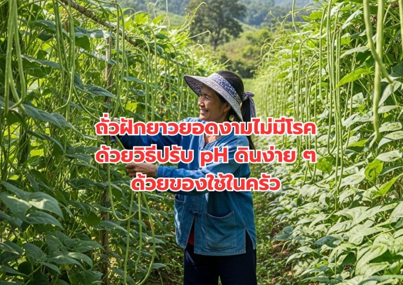 รูปภาพประกอบ