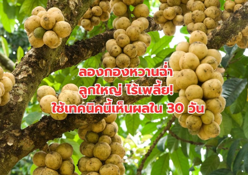 รูปภาพประกอบ