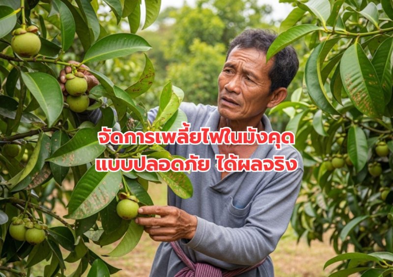 รูปภาพประกอบ