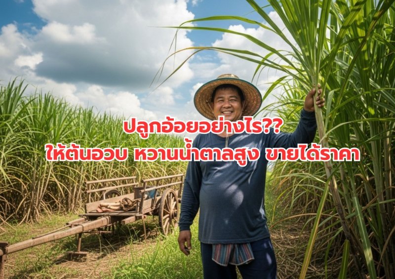 บทความ
