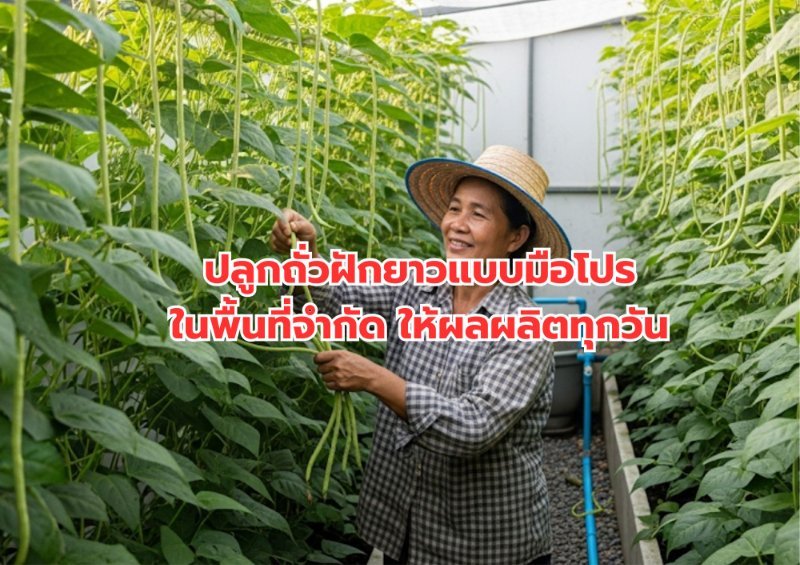 บทความ