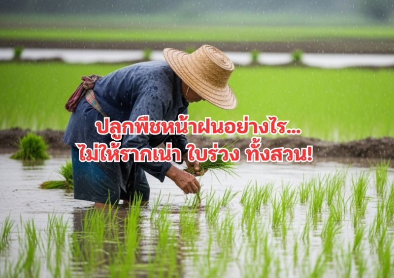 บทความ