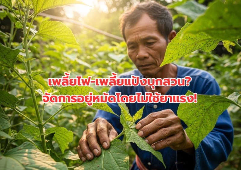 บทความ