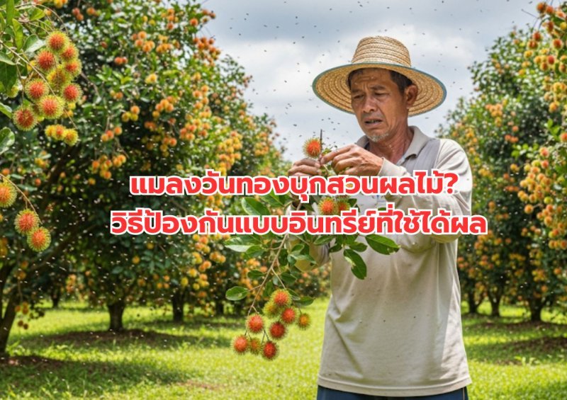 รูปภาพประกอบ