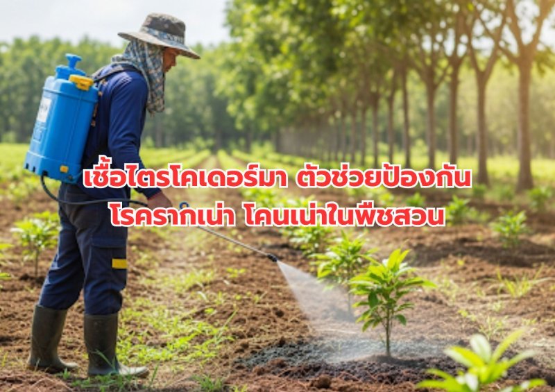 บทความ