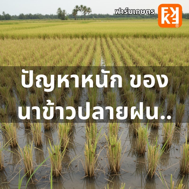 บทความ