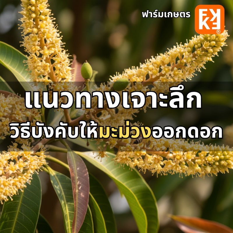 รูปภาพประกอบ