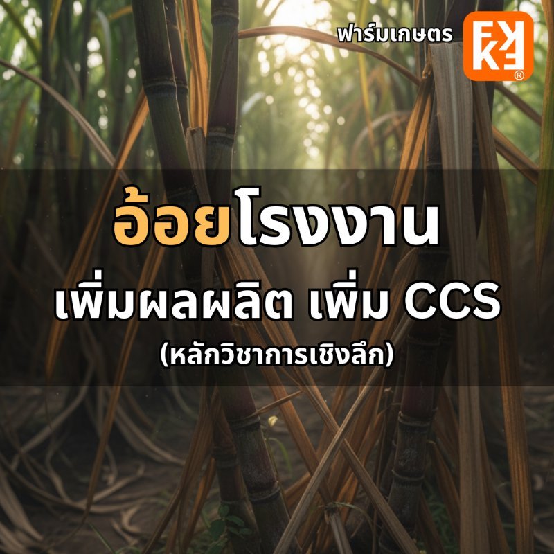 รูปภาพประกอบ