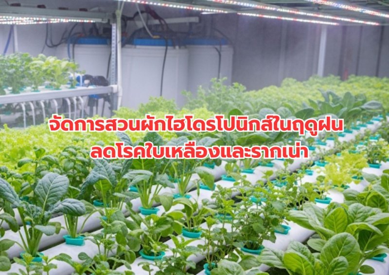 รูปภาพประกอบ