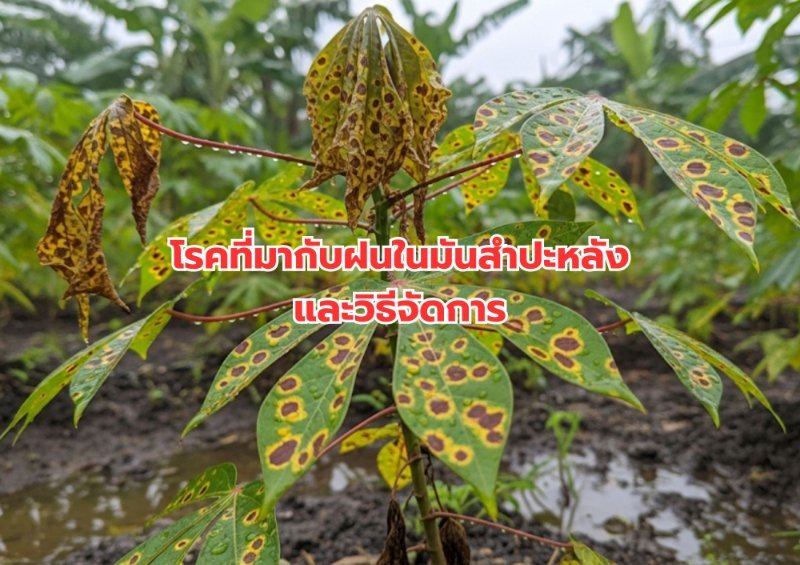 รูปภาพประกอบ