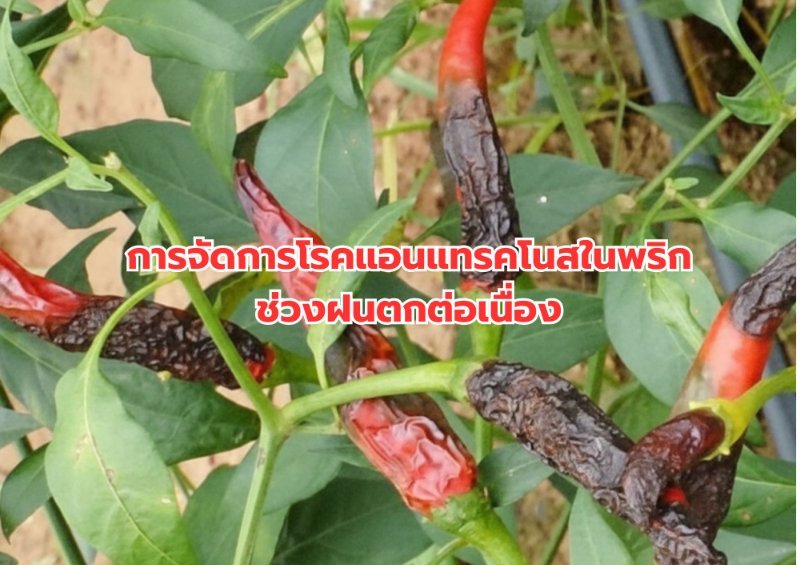 บทความ