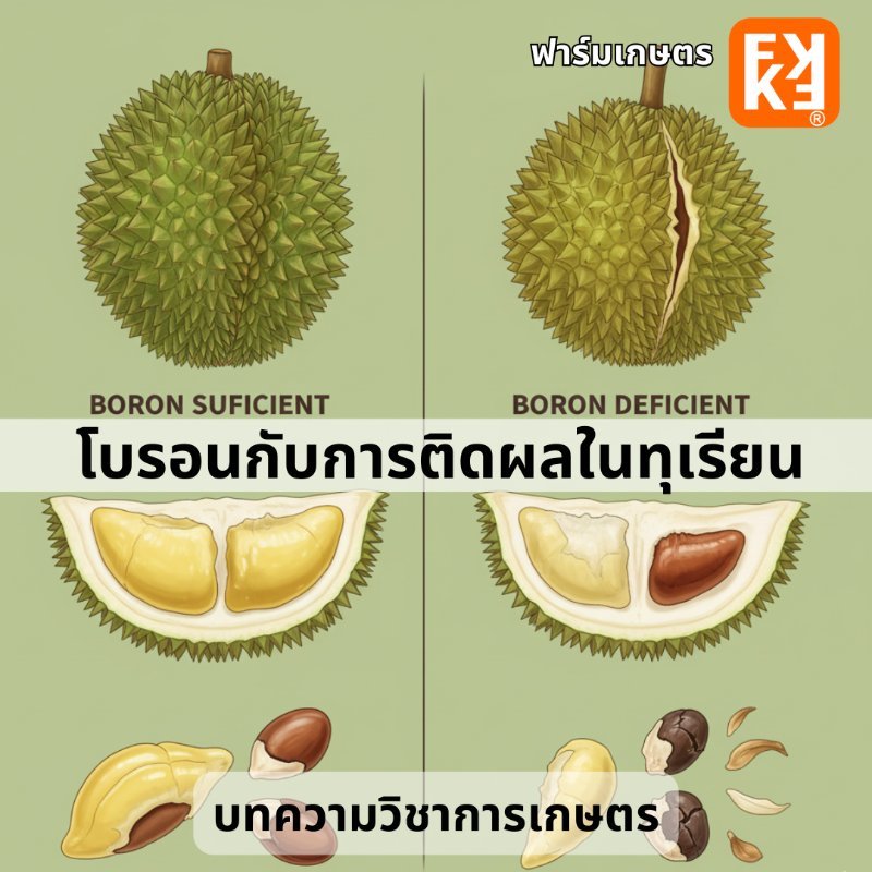 บทความ