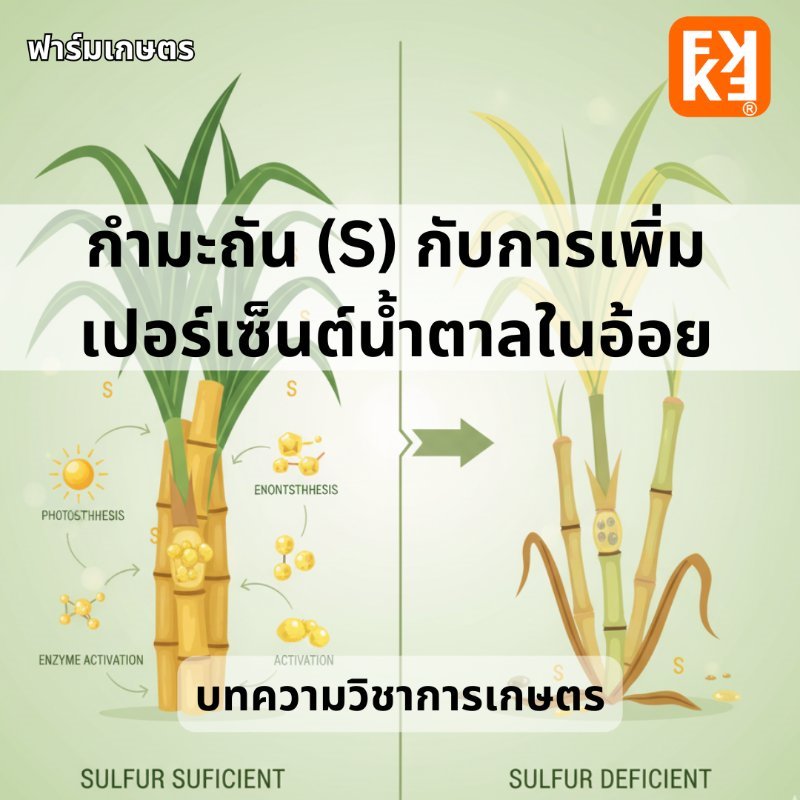 บทความ