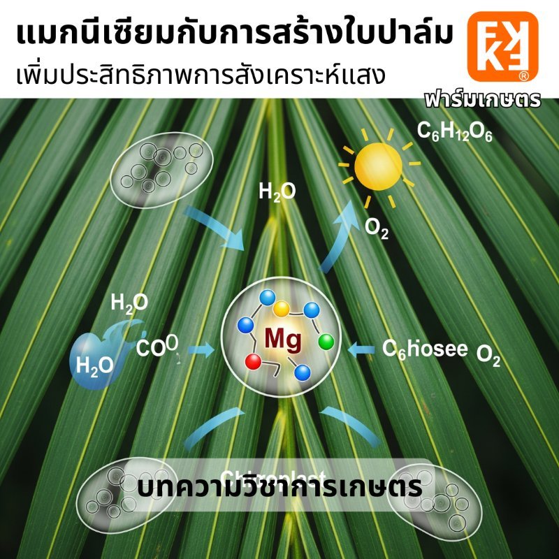 บทความ
