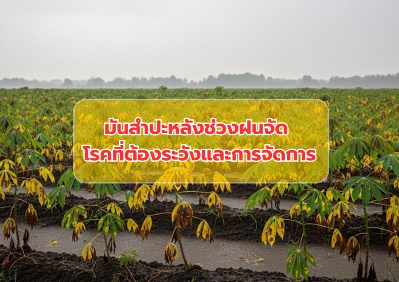 บทความ