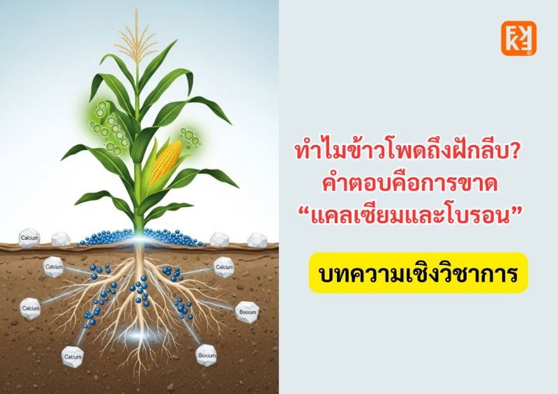 บทความ
