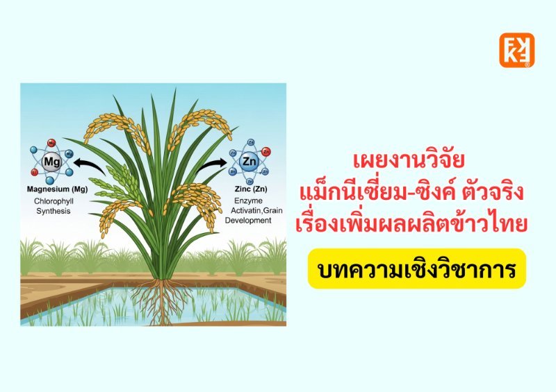 บทความ