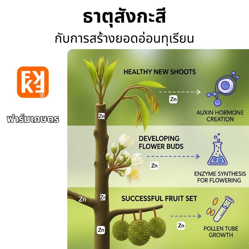 บทความ