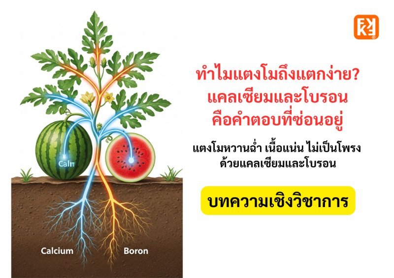 บทความ