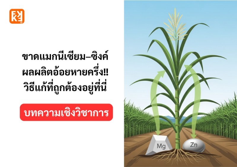 บทความ