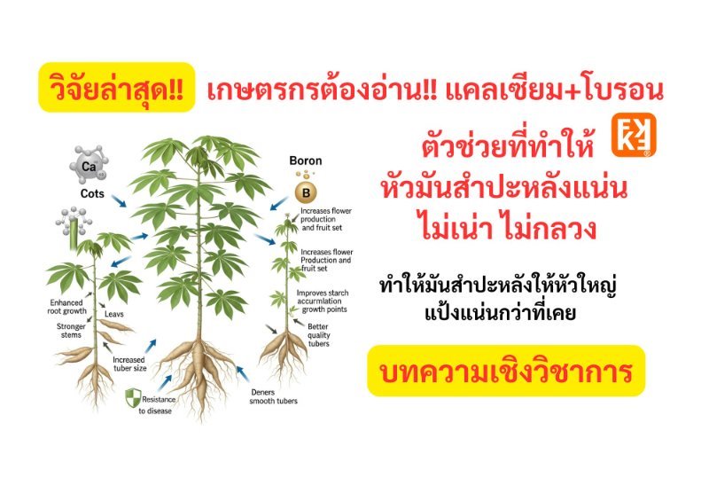 บทความ