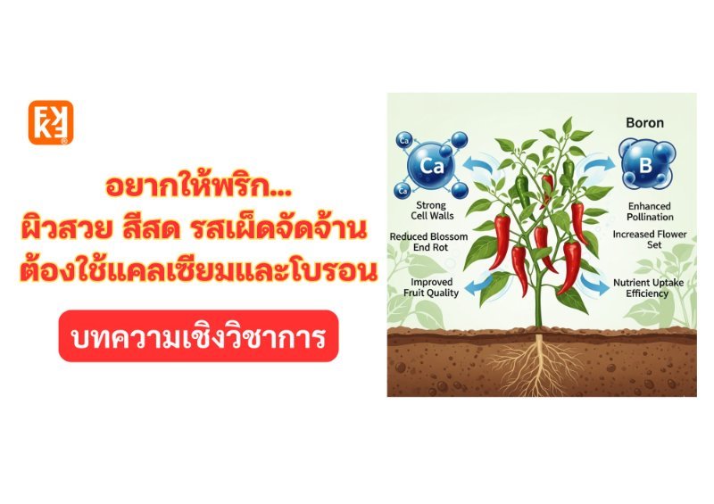 บทความ