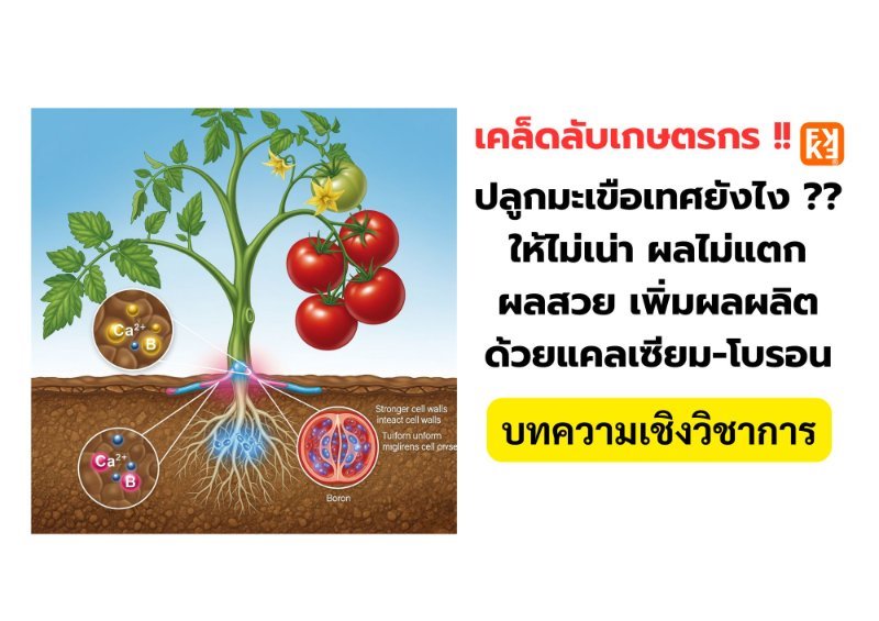 บทความ