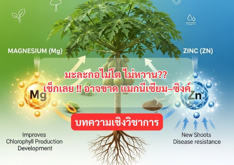 บทความ