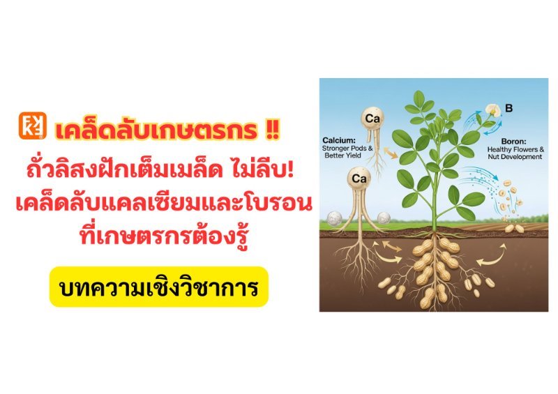 บทความ