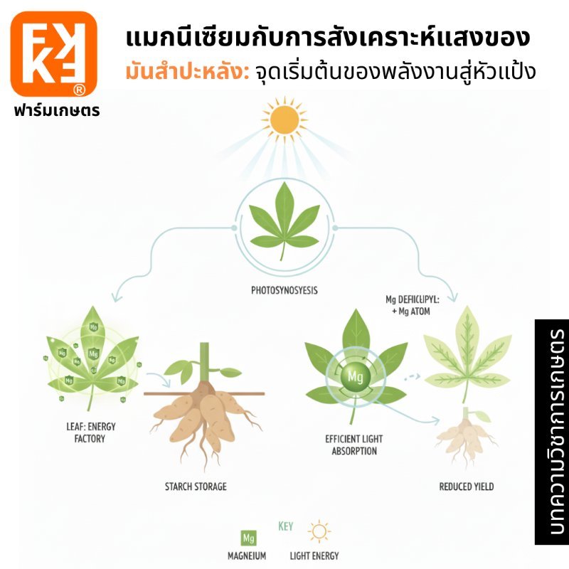 รูปภาพประกอบ