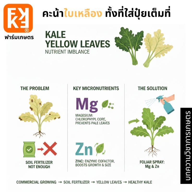 รูปภาพประกอบ