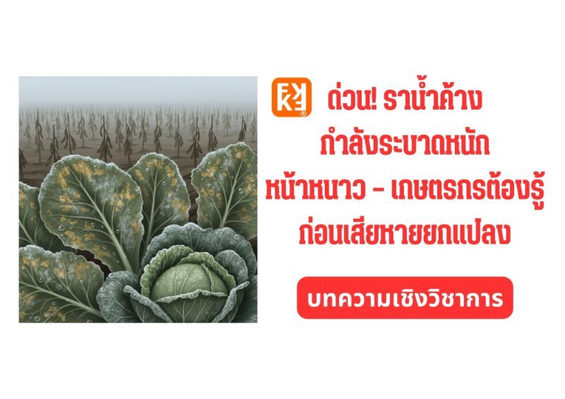 รูปภาพประกอบ