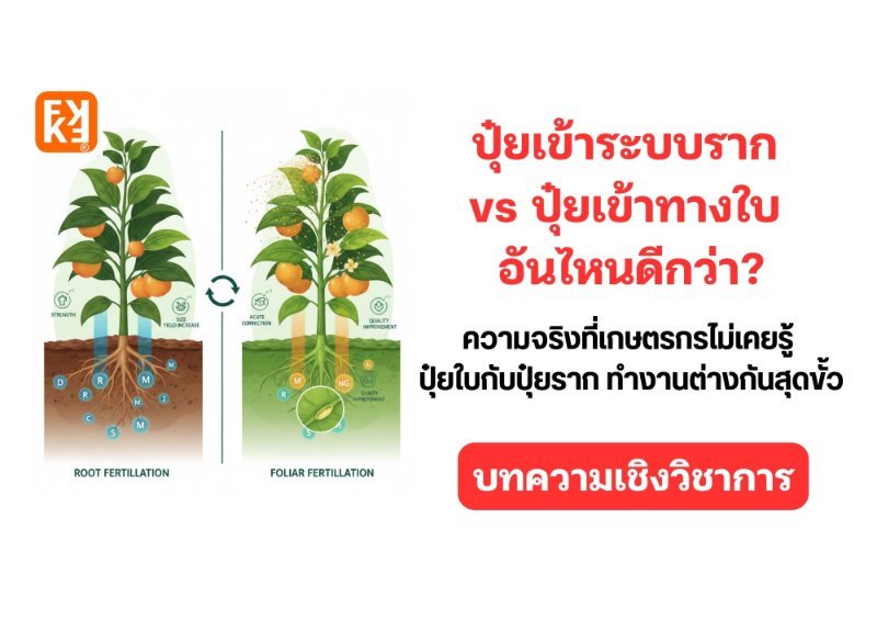 รูปภาพประกอบ